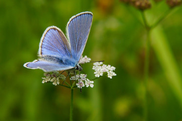Fototapeta premium A beautiful butterfly on a green background. Common blue / Polyommatus icarus