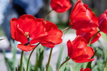 Obraz premium Pink rose flower in the garden on background trees. Nature.