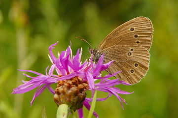 A beautiful butterfly on a flower. Ringlet / Aphantopus hyperantus