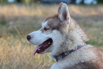 Siberian husky