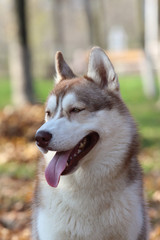 Siberian husky