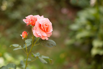 rose tea orange garden grew on a green background
