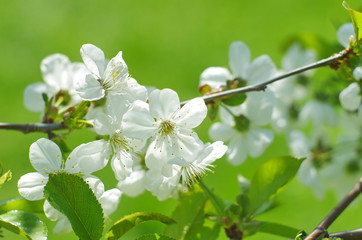 Blossoming tree brunch with white flowers on a green background. Blossom branches in springtime. sunny spring background	