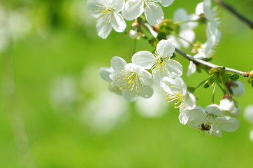 Blossoming tree brunch with white flowers on a green background. Blossom branches in springtime. sunny spring background	