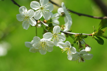 Blossoming tree brunch with white flowers on a green background. Blossom branches in springtime. sunny spring background	