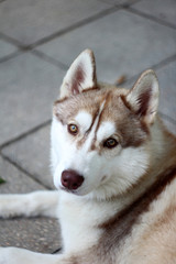 Siberian husky
