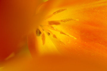 Fototapeta premium Macro de tulipán