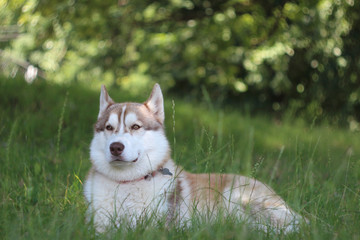 Siberian husky