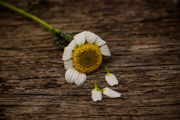 Obraz premium FOTOGRAFÍA DETALLE FLOR O PLANTA.