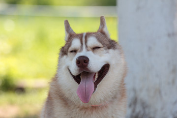 Siberian husky