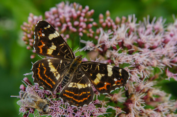 A beautiful butterfly on a flower. Map / Araschnia levana