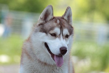 Siberian husky