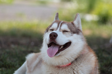 Obraz premium Siberian husky