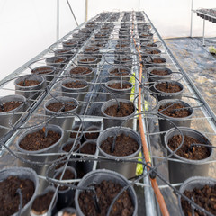 Seedling pots
