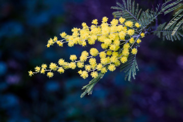 FOTOGRAFÍA DETALLE FLOR O PLANTA.
