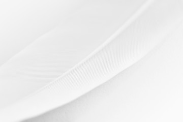 Macro fotografía pluma blanca.