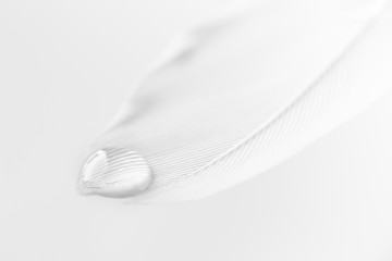 Macro gota de agua sobre pluma blanca.