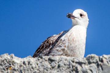 seagull is looking at the camera, close-up photo on background the  blue sky