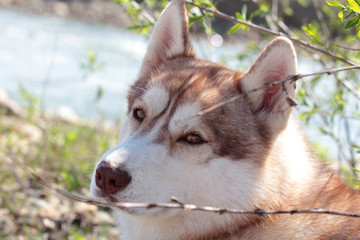 Siberian husky