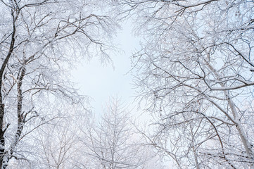 Winter Christmas scenic background with copy space. Snow landscape with trees covered with snow in the open air