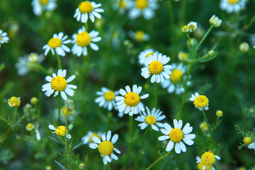 Fototapeta premium Camomile flowers in a field on a sunny day.