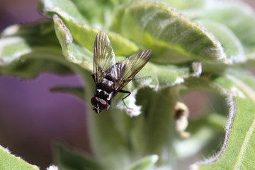 Fly