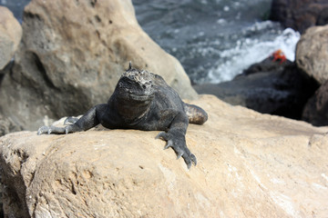 Iguana Marina delle Galapagos
