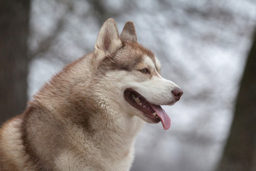 Siberian husky