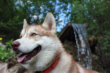 dog siberian husky happy look