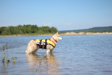 Siberian husky in a life jacket