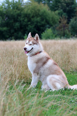 Siberian husky