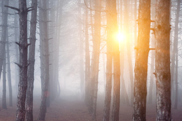 morning fog in forest. tree in forest. background. sunrise in forest. 