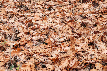 background of dry autumn leaves
