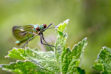 A Female Banded Demoiselle Damselfly, Calopteryx splendens on vegetation near a Brook.