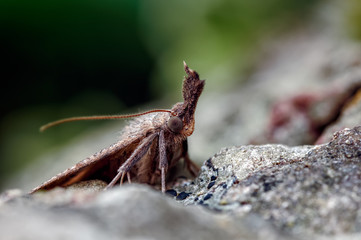 A Snout Macro Moth Portrait, Hypena probosdcidalis, resting on a lichenised stone.