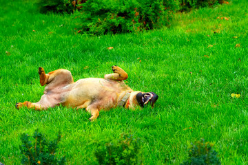 dog plays wallowing in the grass