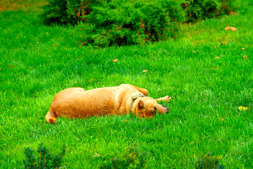 dog plays wallowing in the grass
