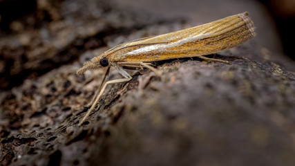 Agriphila tristella, Micro Moth, Camouflaged  on Bark of Tree in Garden.