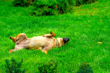 dog plays wallowing in the grass