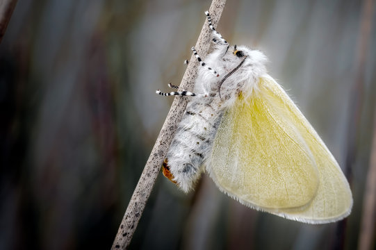  White satin Moths at Ainsdale Local Nature Reserve.