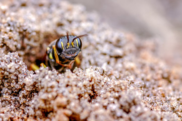 Field Digger Wasp. Mellinus arvensis a Solitary Digger Wasp.