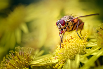 House Fly, Helina reversio feeding on Ragwort.