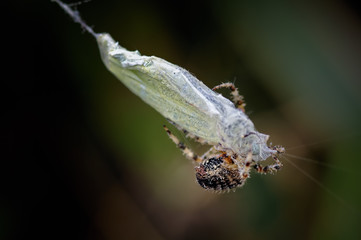 It is a Wrap, Garden Spider with freshly caught White Butterfly.