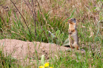 Golden Mantled Ground Squirrel stands by burrow