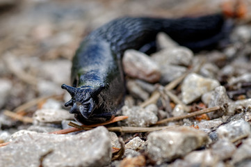 Large Black Slug, Arion ater in Glen Affric, Scottish Higlands.
