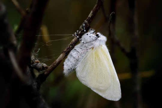 Fresh Female White Satin Moth Emergent.