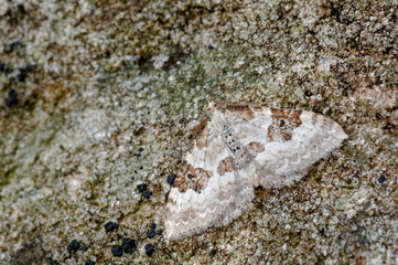 Silver-ground Carpet Moth, Xanthorhoe montanata Camouflaged against Lichenised Stone.