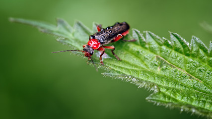 Soldier beetles or Leatherwing, Cantharis nigra, Red Form on Nettle Leaf.