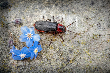 Soldier Beetle, Cantharis rustica Emerging from Forget-me-not Flower on to a stone.