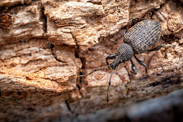 Vine Weevil on Rotten Log_Otiorhynchus sulcatus.